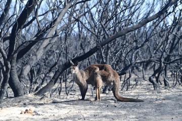 Feux de forêts en Australie: près de 3 milliards d’animaux ont été tués ou déplacés